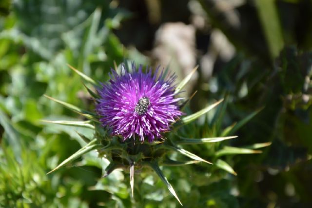 Silybum marianum (Asteraceae)